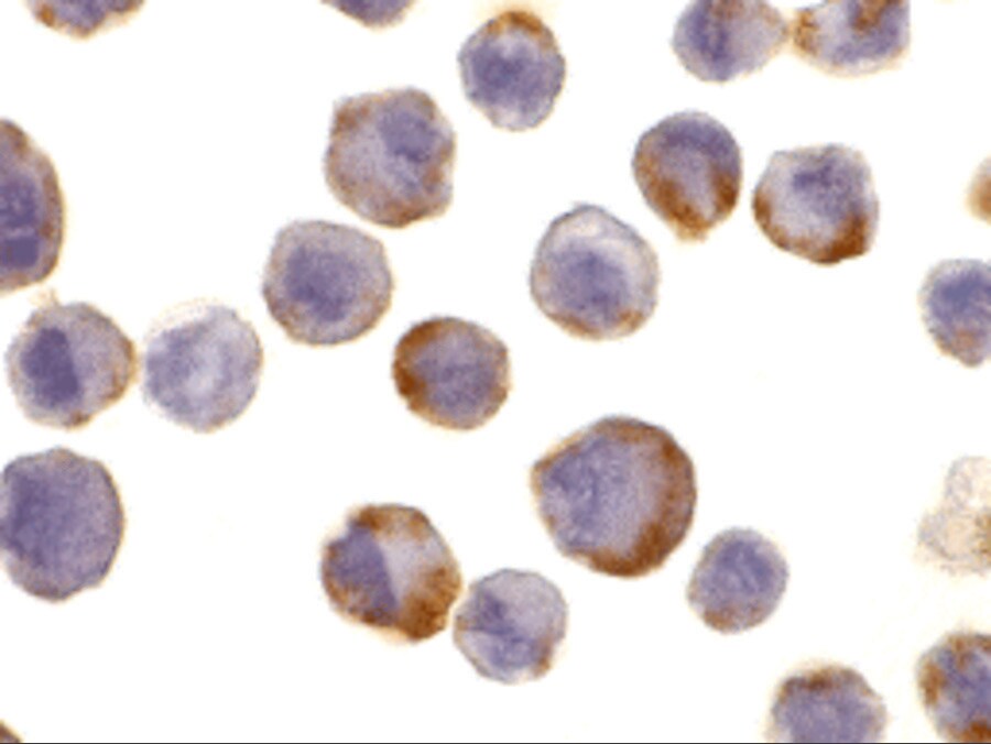 TACE/ADAM17 Antibody - BSA Free