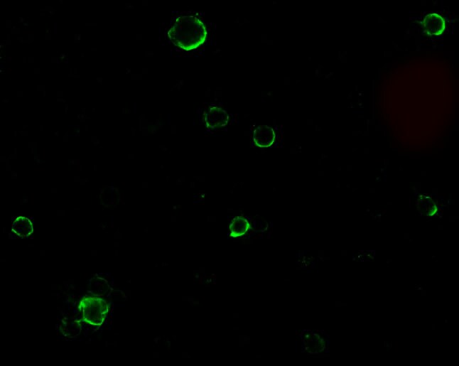 TACE/ADAM17 Antibody - BSA Free