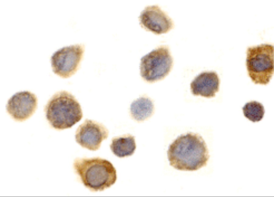 SIRP alpha/CD172a Antibody - BSA Free