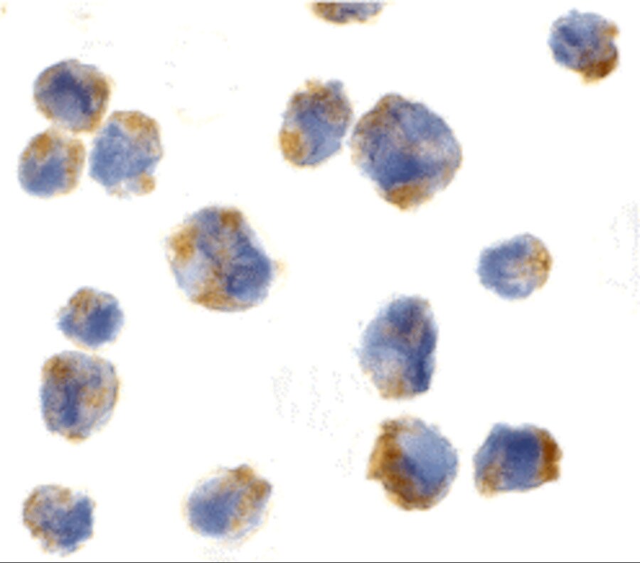 CCL11/Eotaxin Antibody - BSA Free