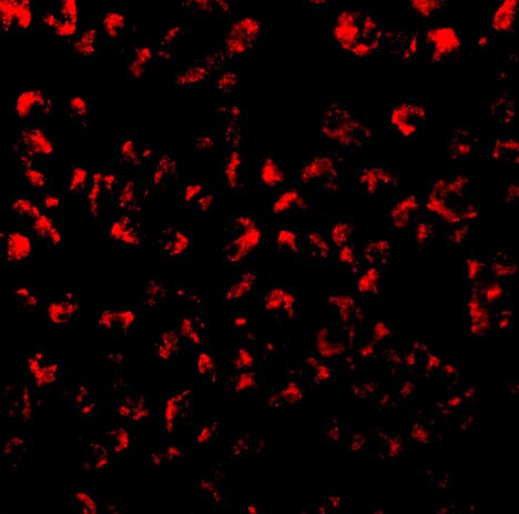 CCL11/Eotaxin Antibody - BSA Free