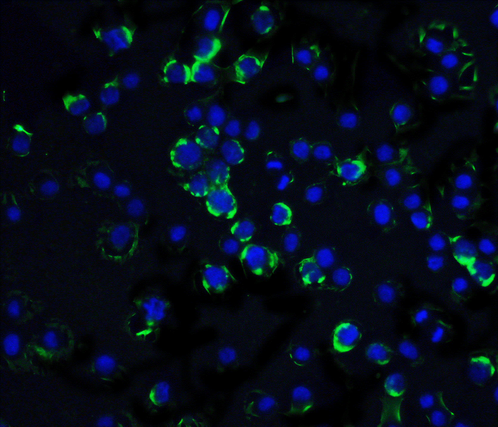 RAIDD/CRADD Antibody - BSA Free