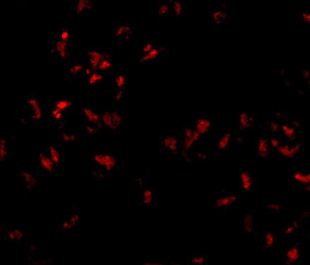 SCARA5 Antibody - BSA Free