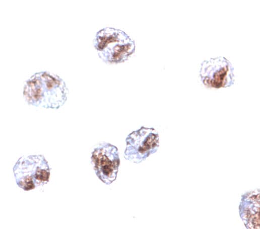SCARA5 Antibody - BSA Free