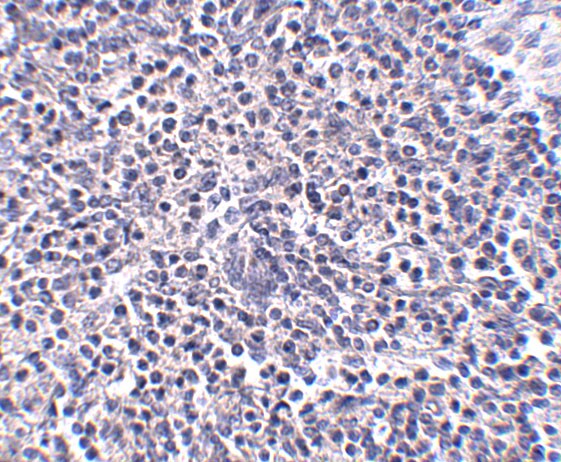 ARL15 Antibody - BSA Free