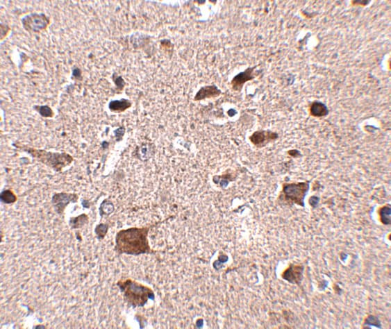 CCDC134 Antibody - BSA Free