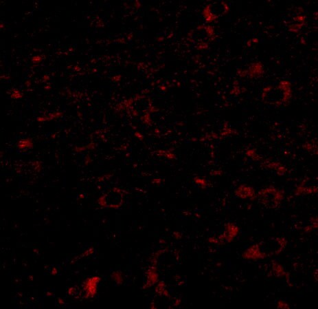 CCDC134 Antibody - BSA Free