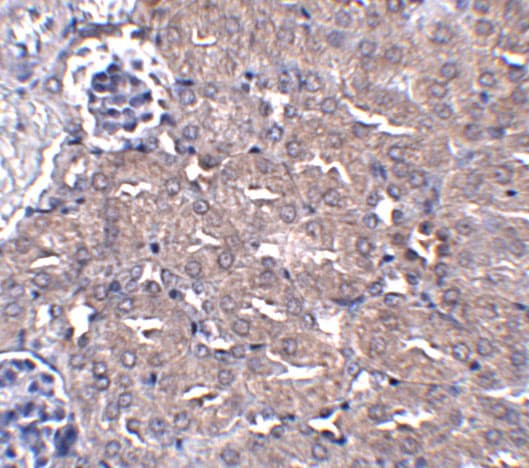 UBQLN4/CIP75 Antibody - BSA Free