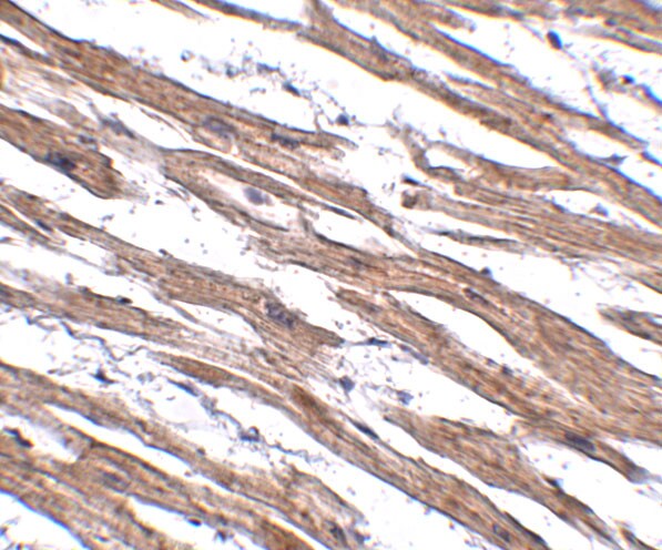 MAK10 Antibody - BSA Free