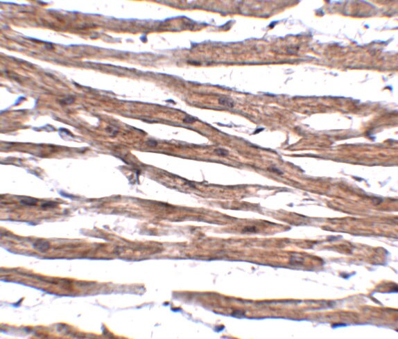MAK10 Antibody - BSA Free