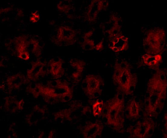 NOTUM Antibody - BSA Free