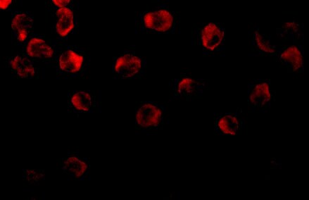 DOK1 Antibody - BSA Free