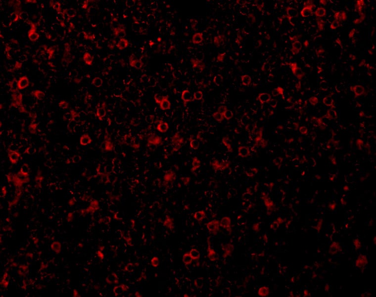 CCR3 Antibody - BSA Free