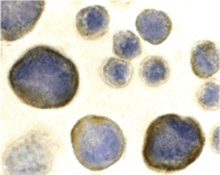 CXCR4 Antibody - BSA Free