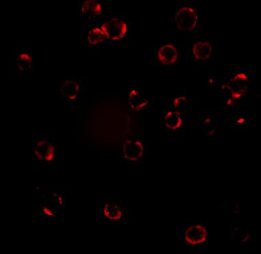 CXCR4 Antibody - BSA Free