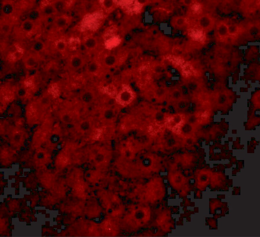 JMJD1B Antibody - BSA Free
