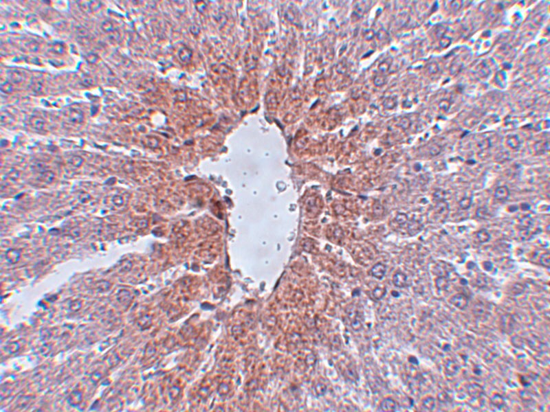 JMJD1C Antibody - BSA Free