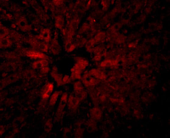 JMJD5 Antibody - BSA Free