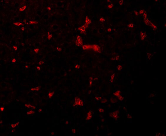 RIPK1/RIP1 Antibody - BSA Free