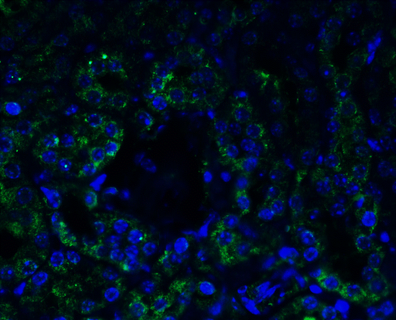 AGTR-1 Antibody - BSA Free