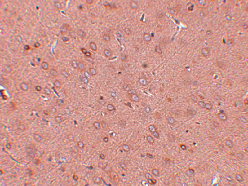 GOLM1 Antibody - BSA Free