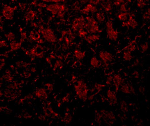 GOLM1 Antibody - BSA Free