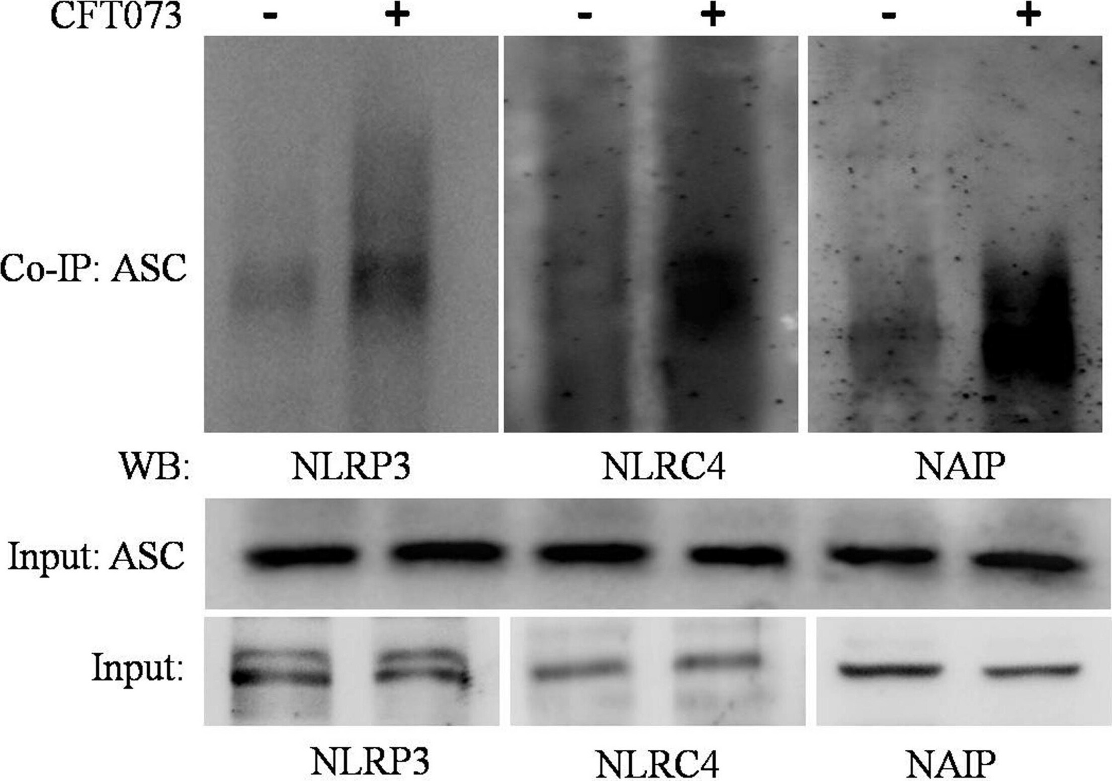 NLRP3/NALP3 Antibody - BSA Free