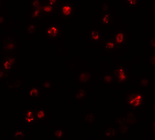 FRMPD1 Antibody - BSA Free