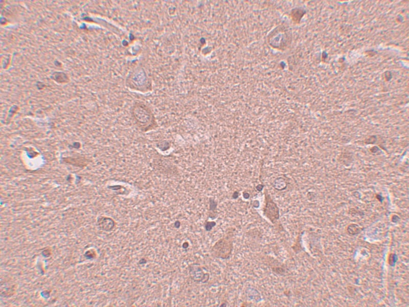 SRPX Antibody - BSA Free