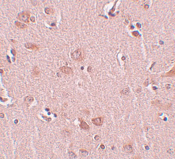 PLEKHM2 Antibody - BSA Free