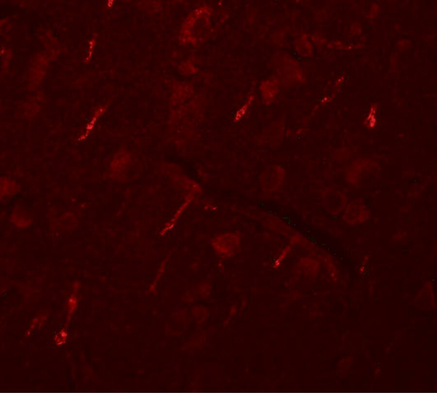 SIPA1L2 Antibody - BSA Free