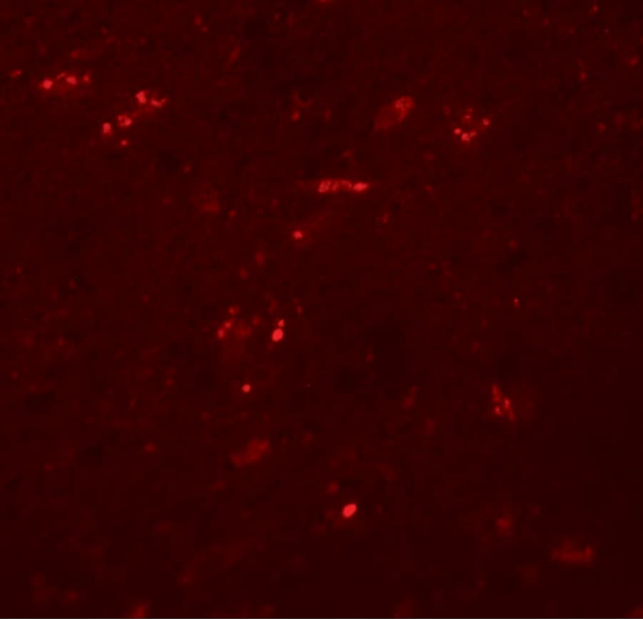 ZNF536 Antibody - BSA Free
