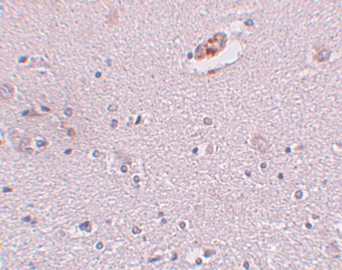 ZNF536 Antibody - BSA Free