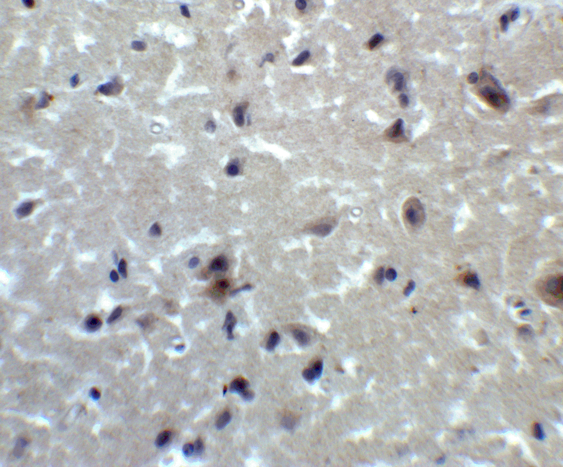PRDM16/MEL1 Antibody - BSA Free