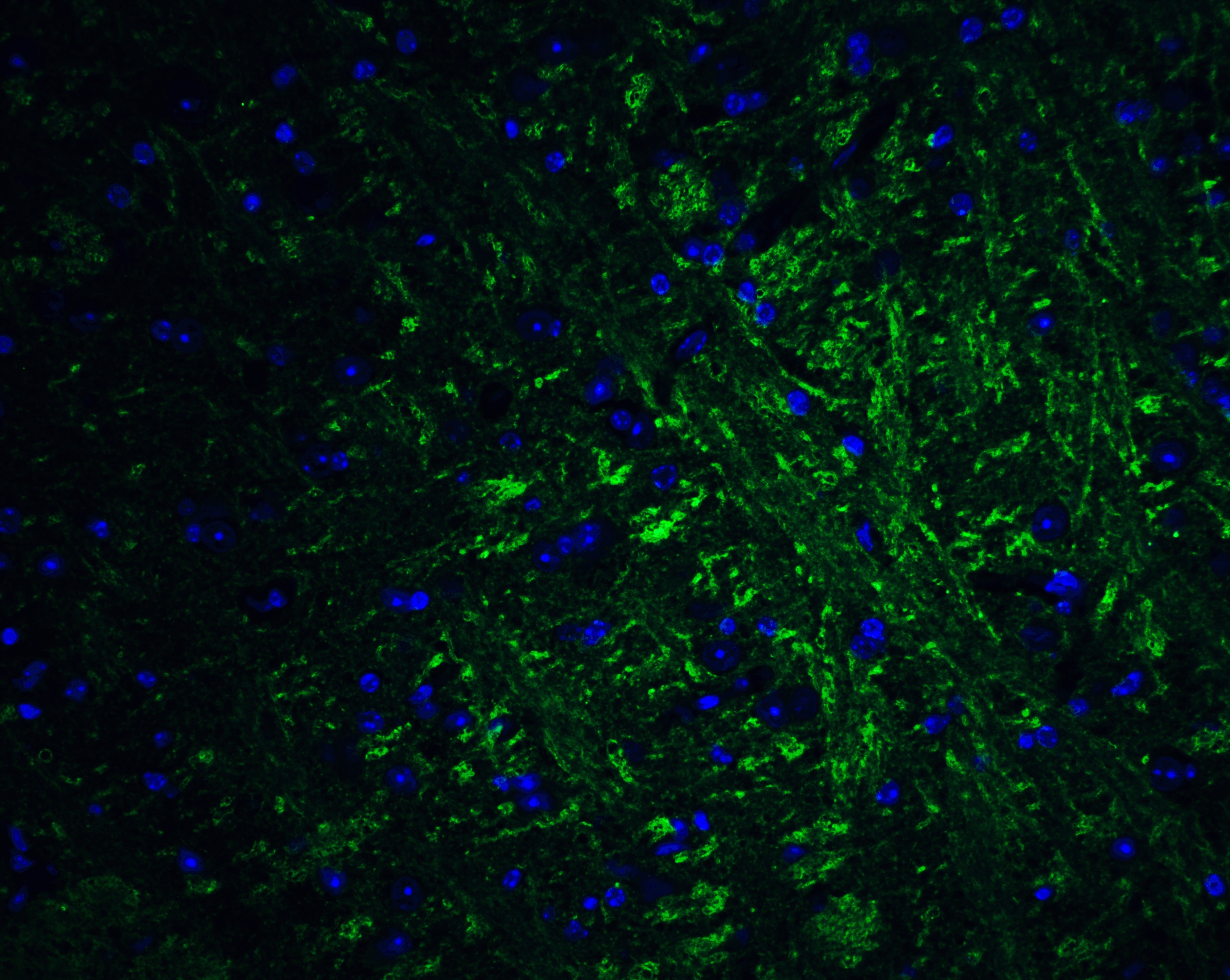 PRDM16/MEL1 Antibody - BSA Free