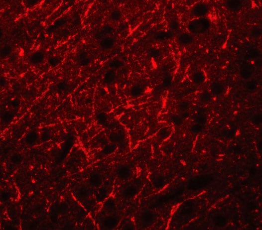 PRDM16/MEL1 Antibody - BSA Free