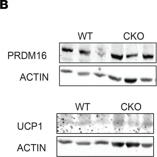 PRDM16/MEL1 Antibody - BSA Free