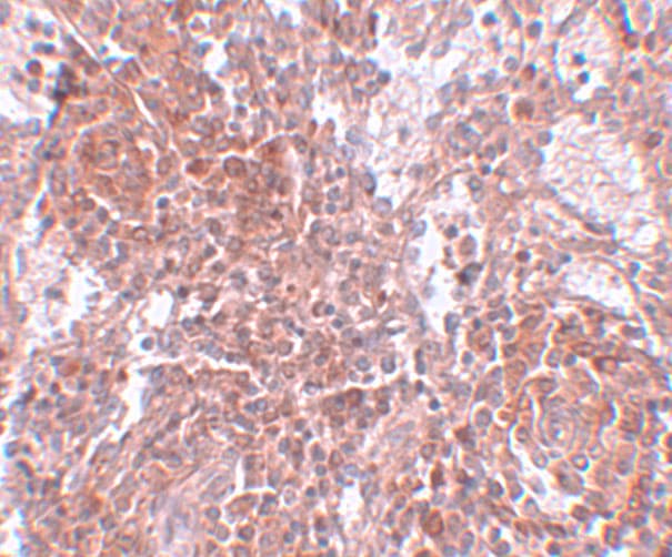 TSPAN9 Antibody - BSA Free