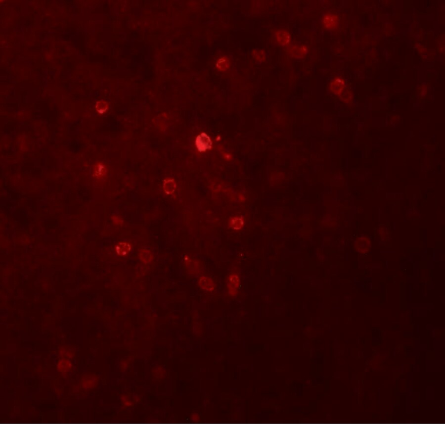 TSPAN9 Antibody - BSA Free