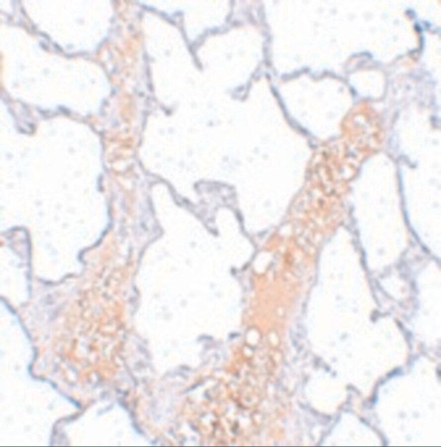 REEP2 Antibody - BSA Free
