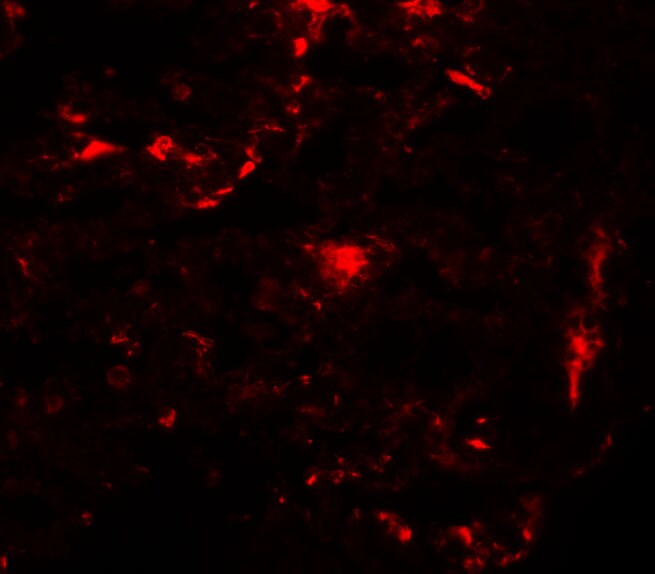 REEP2 Antibody - BSA Free
