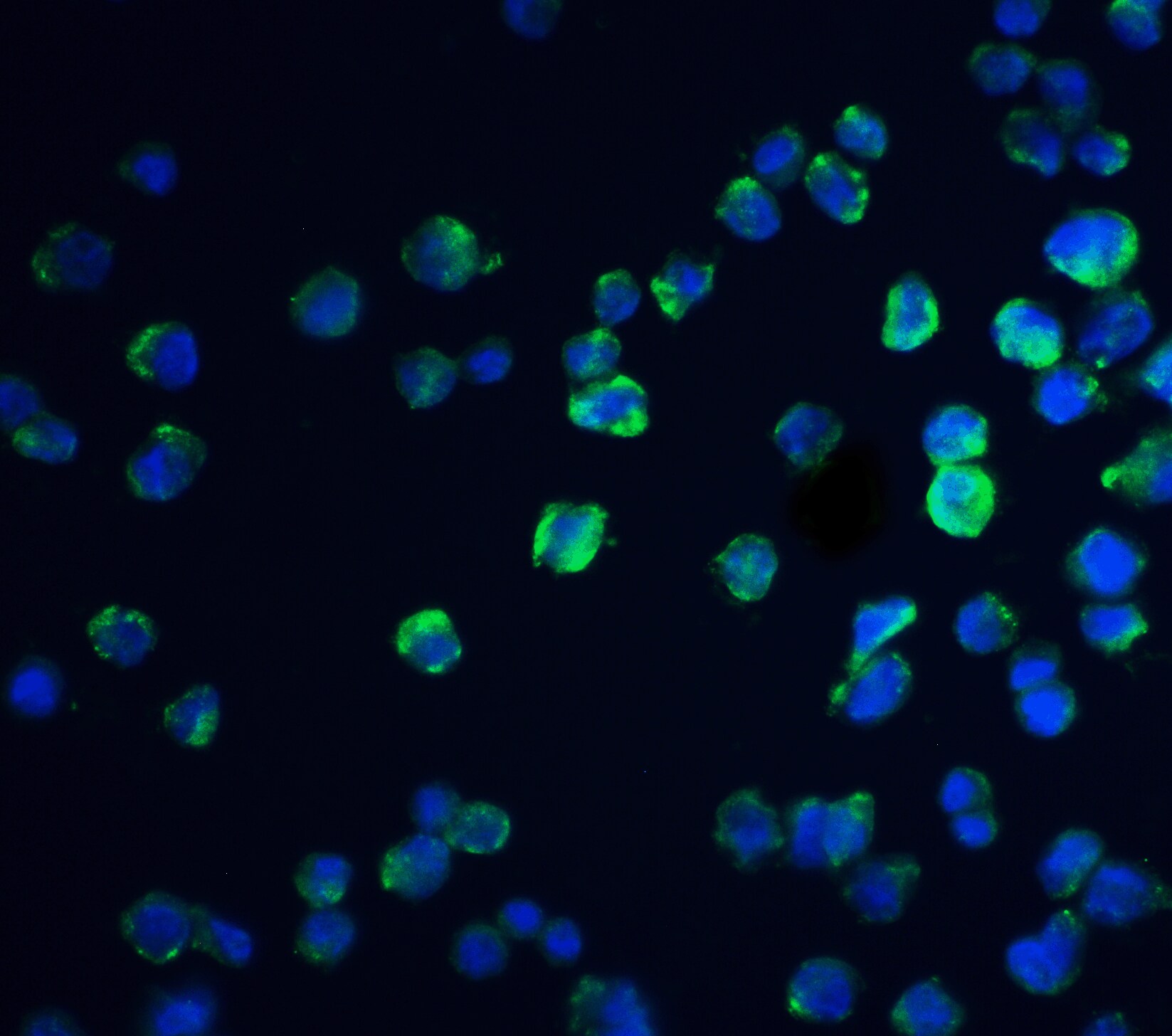 REEP3 Antibody - BSA Free