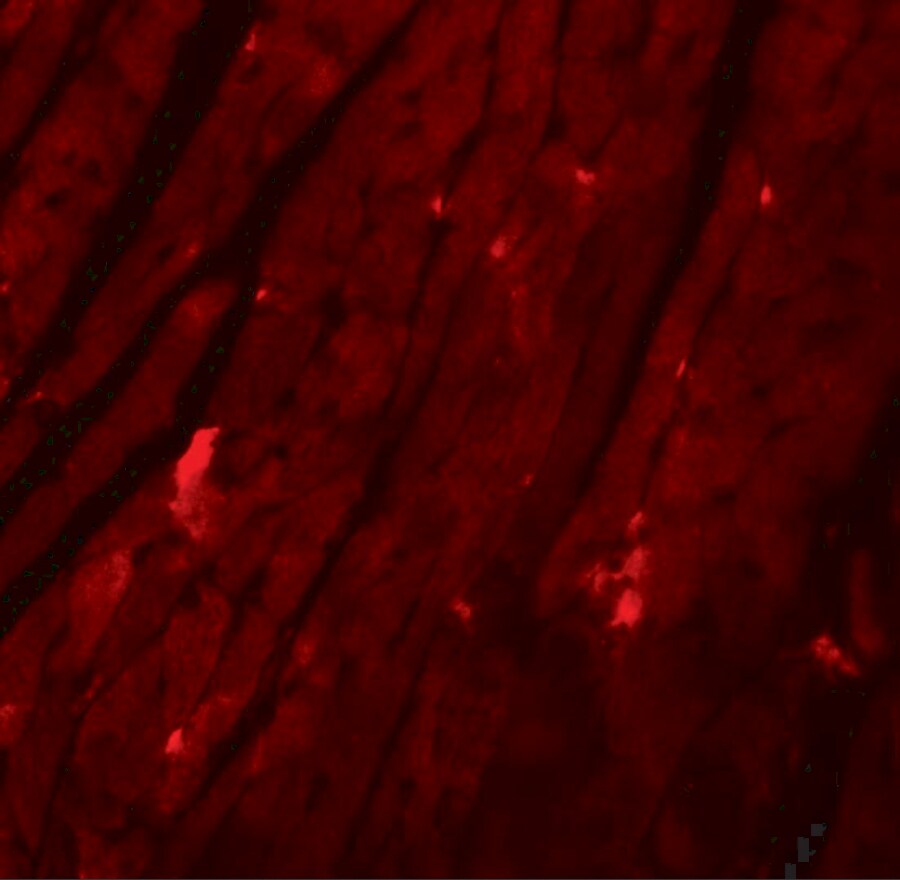 REEP3 Antibody - BSA Free