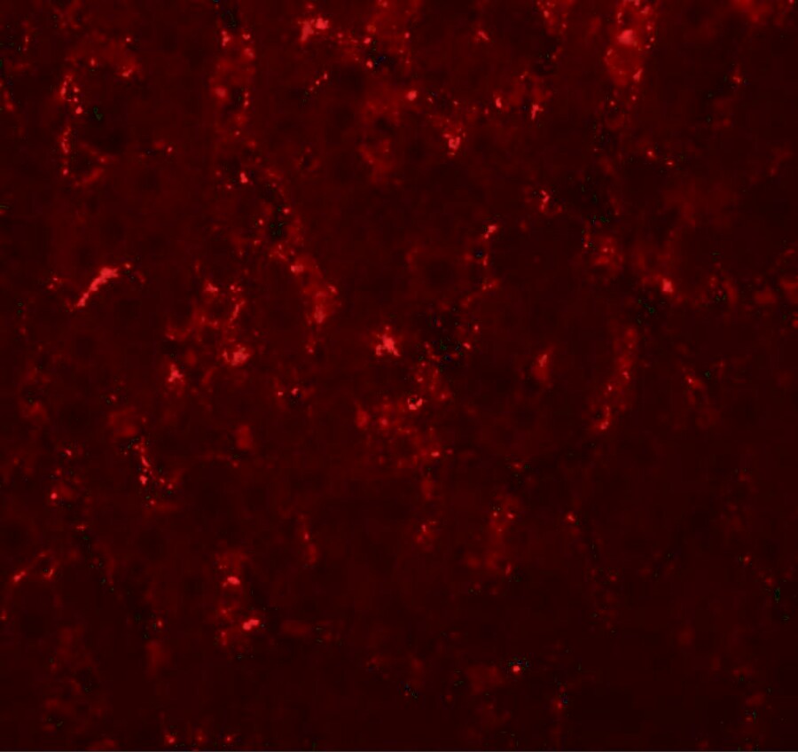 LXR alpha/NR1H3 Antibody - BSA Free