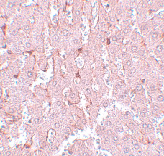LXR alpha/NR1H3 Antibody - BSA Free