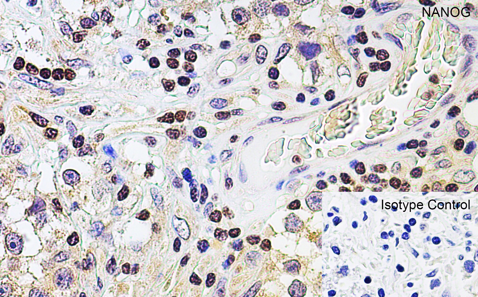 Nanog Antibody - BSA Free