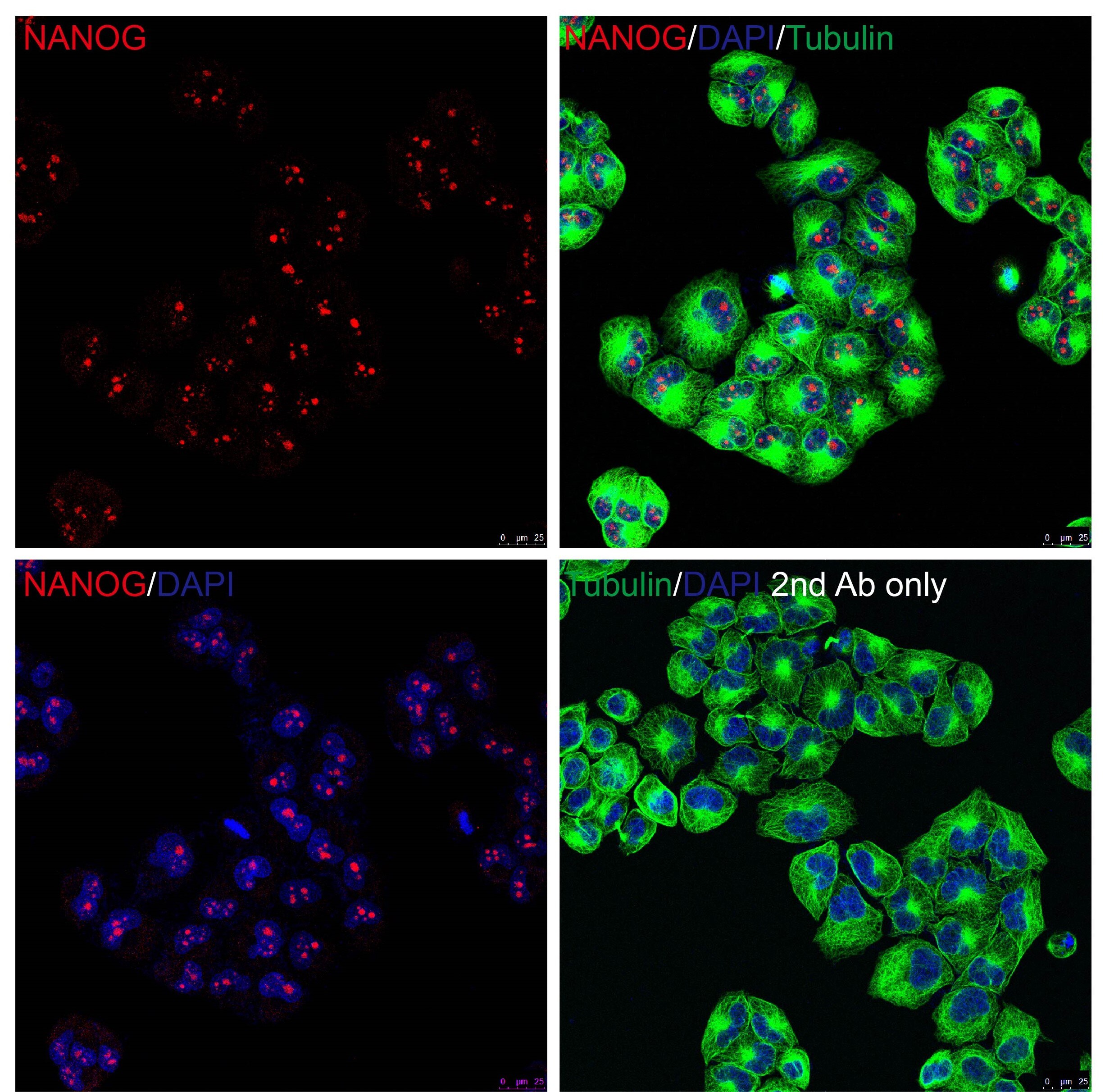 Nanog Antibody - BSA Free