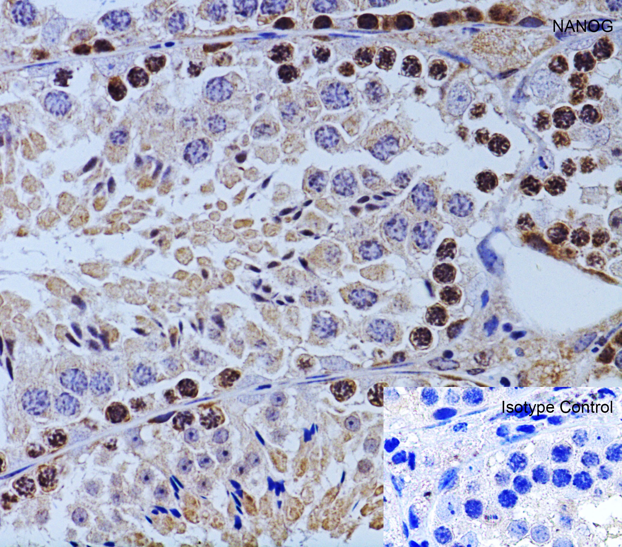 Nanog Antibody - BSA Free
