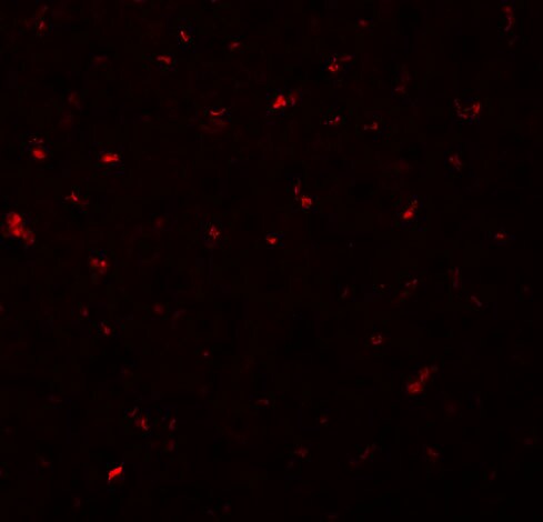 CALHM1 Antibody - BSA Free