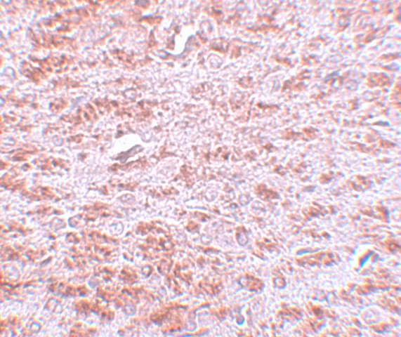 CDX2 Antibody - BSA Free